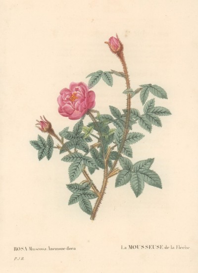 Rosa Muscosa Anemone- flora. La Mousseuse de la Fleche. Redouté, Pierre Joseph